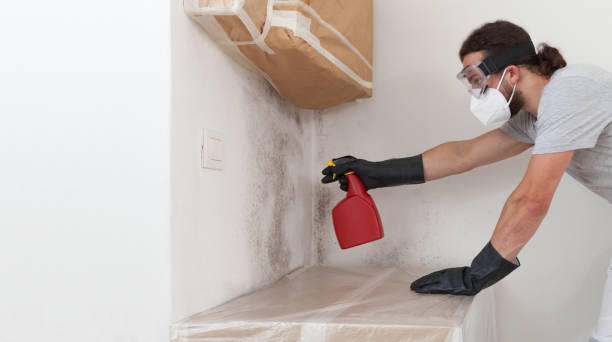 Professional Basement Mold Removal technician working in Germantown, IL