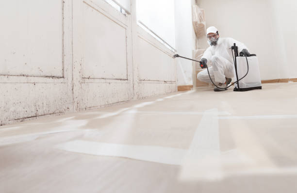 24/7 Emergency Basement Mold Removal experts in Germantown, IL
