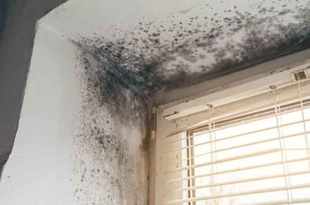 Affordable Basement Mold Removal solutions in Germantown, IL